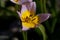 Flower of the Tulip Tulipa saxatilis