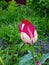 Flower tulip two-tone white-pink evening twilight 