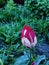 Flower tulip two-tone white-pink evening twilight 3