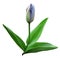 Flower tulip on a the white isolated background with clipping path. Tulip blue on a stem with leaves. Closeup. For design.