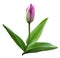 Flower tulip on a the white isolated background with clipping path. Tulip pink on a stem with leaves. Closeup. For design.