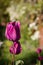 Flower tulips background. Beautiful view of purple tulips.