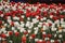 Flower tulips background. Beautiful view of red and white tulips and sunlight. field of tulips
