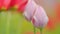 Flower tulips background. Floral petal field of natural blooming pink tulips. Slow motion.