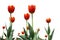 Flower tulips red