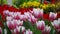 Flower Tulips in the wind with bees in farm