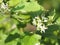 Flower Turkey berry, Solanum torvum name vegetable White petals, yellow pollen on blur nature background
