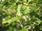 Flower Turkey berry, Solanum torvum name vegetable White petals, yellow pollen on blur nature background