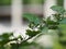 Flower Turkey berry, Solanum torvum name vegetable White petals, yellow pollen on blur nature background