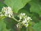 Flower Turkey berry, Solanum torvum name vegetable White petals, yellow pollen on blur nature background