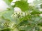 Flower Turkey berry, Solanum torvum name vegetable White petals, yellow pollen on blur nature background