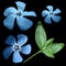 Flower turquoise on the black isolated background with clipping path. Closeup. No shadows. View from above. Side view. Green le