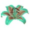 Flower  turquoise  brown  lily isolated on white background with clipping path. Close-up.