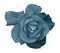 Flower turquoise rose on a white isolated background with clipping path. no shadows. Closeup. For design, texture, borders, fram