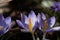 Flower of a Tuscan crocus, Crocus etruscus