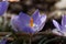 Flower of a Tuscan crocus, Crocus etruscus