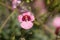 Flower of a Twinspur, Diascia barberae