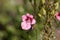 Flower of a Twinspur, Diascia barberae