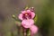 Flower of a Twinspur, Diascia barberae