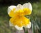 Flower with two-colored petals of narcissus Split-corona: Collar