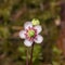 Flower of Umbellate Wintergreen, Pipsissewa, or Prince`s pine, Chimaphila umbellata, close-up, selective focus