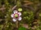 Flower of Umbellate Wintergreen, Pipsissewa, or Prince`s pine, Chimaphila umbellata, close-up, selective focus