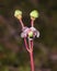 Flower of Umbellate Wintergreen, Pipsissewa, or Prince`s pine, Chimaphila umbellata, close-up, selective focus