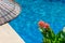 Flower, umbrella and swimming pool