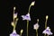 Flower of Utricularia minutissima.