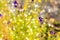 Flower Utricularia outdoor