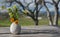 Flower Vase on Picnic Table in Sonoma