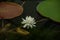 Flower Victoria Amazonica, Victoria amazonica, white color.And is a spicies