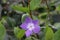 Flower of the Vinca major or Greater Periwinkle in public park Hitland in the Netherlands