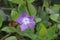 Flower of the Vinca major or Greater Periwinkle in public park Hitland in the Netherlands