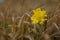 Flower with a vintage lens. Adonis vernalis. Spring pea