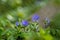 Flower with a vintage lens. Hepatica nobilis.