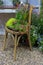 flower on vintage wooden chair in the garden exterior