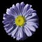 Flower violet-blue Chamomile on black isolated background with clipping path. Daisy purple-yellow with droplets of water for desig