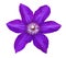 Flower of violet clematis