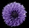 Flower violet dahlia. Black isolated background with clipping path. Closeup. no shadows. For design.