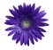 flower Violet gerbera on white isolated background with clipping path. Closeup. no shadows. For design.