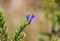 Flower of the Viper Bugloss, Echium vulgare