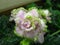 Flower volumetric white with pink shades and highly corrugated green edge blooming on green background