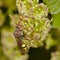 Flower wasp in the summer garden taking a honey dew. Macro image