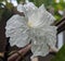 flower with water drops in its cluster.  getting fresher