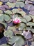 Flower water lilly floating in sunlit pond close up