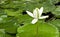 Flower water lily in a pond,