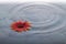 Flower on water over stones with ripples