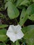 Flower of Water Spinach