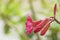 Flower with waterdrops